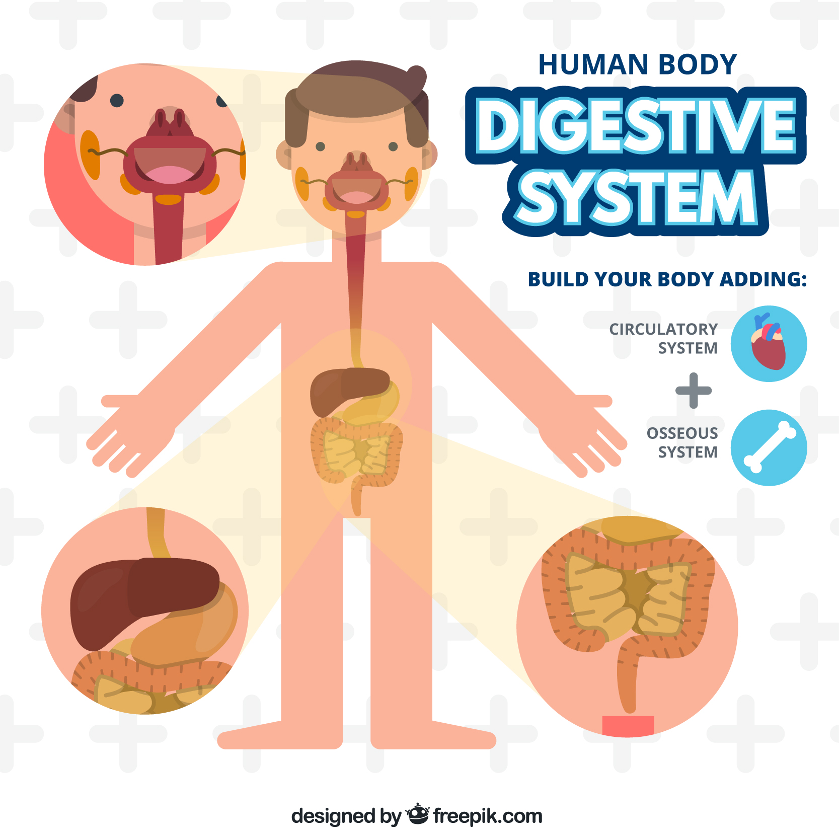腸　人体図